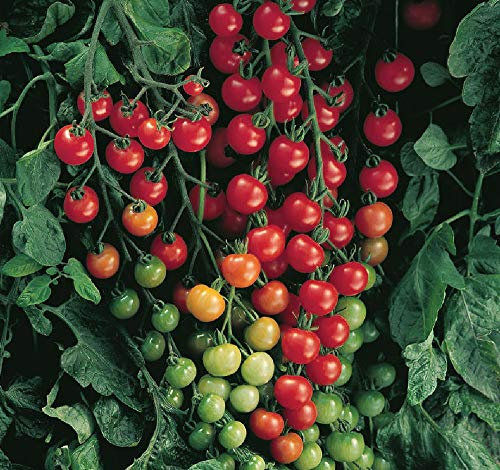 Viridis Hortus - 5 x Tomato Super Sweet 100 VF Vegetable Seeds (GMO Free)