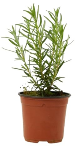 Verdecora Romero alto (Maceta 13 cm Ø) - Planta viva - Planta aromatica