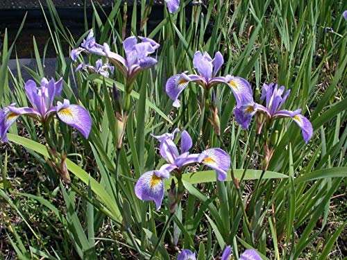 1 LTR: Iris versicolor - Gerald Darby - Marginales Plantas Pond - Estanque Plantas - Agua Pl:Seeds Only