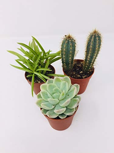 3 Mixed Indoor Plants - Mix of Succulents and Cactus Plants in 5.5cm Pots