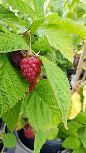 Rubus idaeus 'Zeva' / Framboisier 'Zeva' (Remontant) / Conteneur de 2 à 2.9 litres
