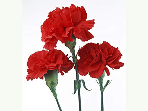 25 Carnation Scarlet Red Seeds - Dianthus Caryophyllus Scarlet Red - 25 Seeds