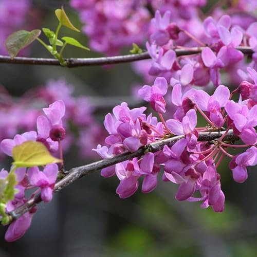 Arbre de Judée 2L - Fleurs très nombreuses et parfumées