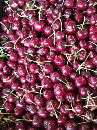 Prunus x 'Carmine Jewel' / Griottier nain/Conteneur de 3 à 4 litres/Fruitier nain