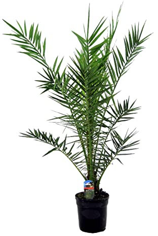 Bloomique - Phoenix Canariensis - Kanarische Dattelpalme - Palme - Balkonpflanzen Winterhart - Höhe 100-120 cm - Topf 21 cm