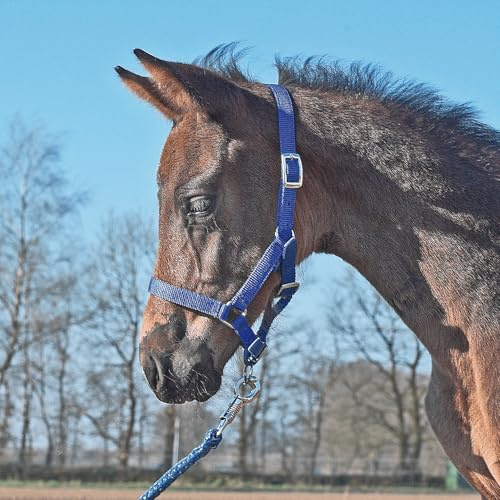 JA Horse JA4027 Essential Fohlenhalfter verstellbar, Royalblau, Fohlen | Aus stabilem Gurtband, Mehrfach verstellbares, im Genick, Nasen und Ganaschenbereich, mit silberfarbenen Beschlägen