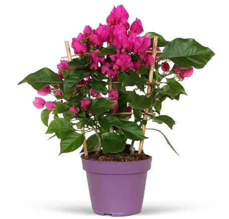 DECOALIVE Buganvilla PREMIUM Seto de Exterior Planta Trepadora Natural