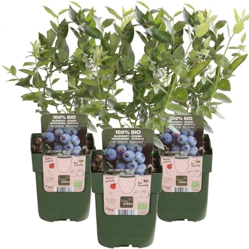 Vaccinium Brigitta Blue (Mirtillo Americano) | 3 Piante in Vaso | Pianta da Frutto Resistente | Produzione Abbondante di Mirtilli Dolci | Ideale per Giardino e Balcone | Facile da Coltivare