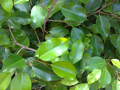 Portal Cool Ficus benjamina - Piangendo Fico - 20 cm / 8 Fresh Talee - Malta