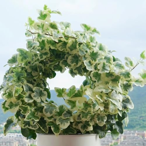 120 piezas semillas de hiedra resistentes - semillas de plantas de interior, jardín de flores semillas de plantas de hiedra plantas para jardin, plantas de exterior balcón de semillas,