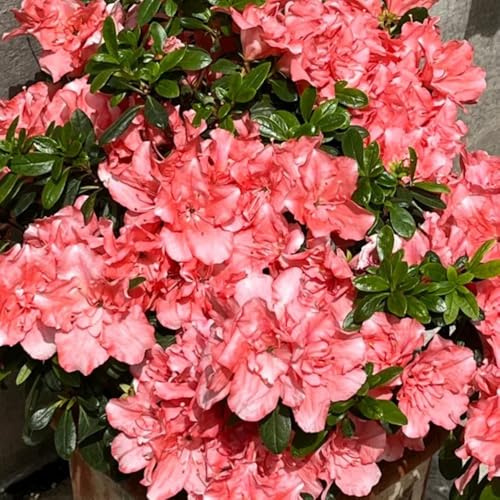 semi di rododendro, per decorare il soggiorno azalea da balcone aiuola rialzata con primaverili 25pcs