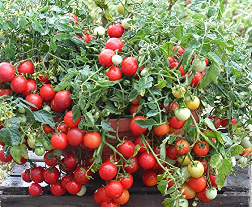 Tomato Maskotka 10 Seeds, Cherry Tomato - Biggest and Best Crop of Cherry Tomatoes You've Ever seen