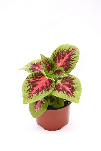 Cóleo Natural Planta Tropical y Elegante Ideal para el Hogar