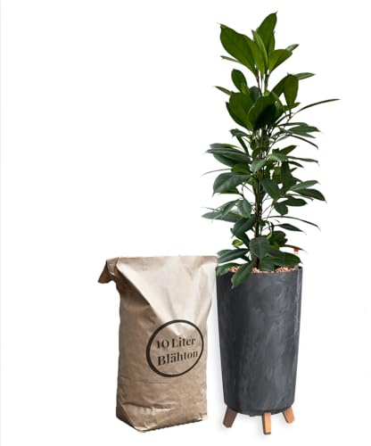 Green Me Up Hydrokultur Zimmerpflanzen Set - Ficus Afrik. Feigenbaum - Wasserstandsanzeige - 10L Blähton - Vase Betonoptik Anthrazit - Zimmerpalme - 110-120 cm - pflegeleichte Büropflanzen
