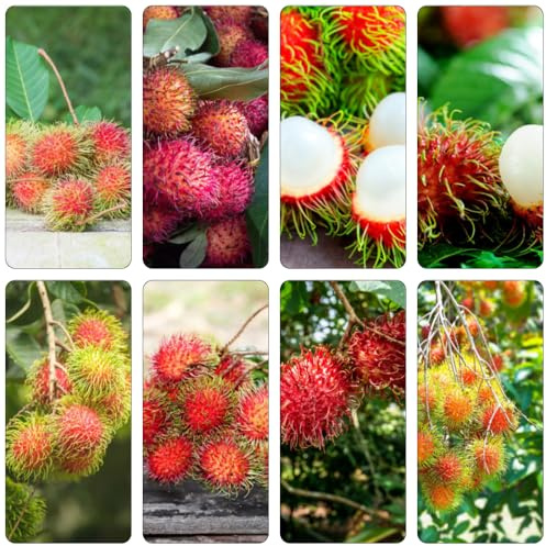 Rambutan zwergobstbäume winterharte kübelpflanzen exotische zimmerpflanzen pflanztöpfe obstbäume kaufen spalierobst zimmerbonsai bonsai kräutergarten dachbegrünung säulenobstbäume 80samen