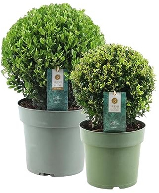 Plants by Frank | 2 Boules de houx du Japon | 1 x Ilex crenata ‘Jenny’ Ø 20 cm et 1 x Ø 25 cm | Lot de 2 | Alternative au buis | Arbuste persistant | Plantes d’extérieur | Jardin