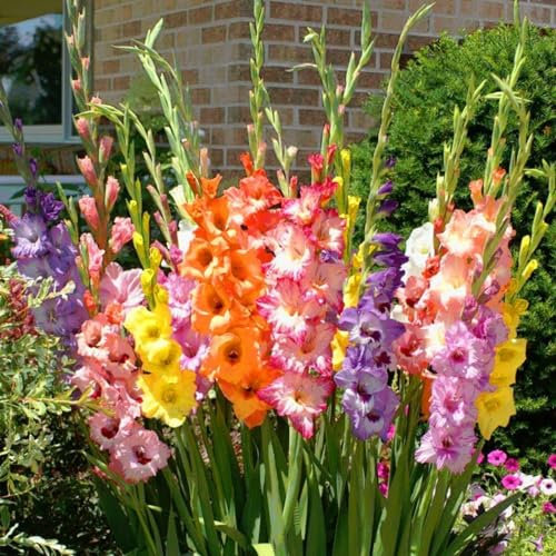 Gladioli bulbi,piante erbacee perenni, bulbi di fiori colorati e resistenti,profumato,Giardino del gladiolo in vaso(senza semi, non artificiali e resistenti)-15bulbi