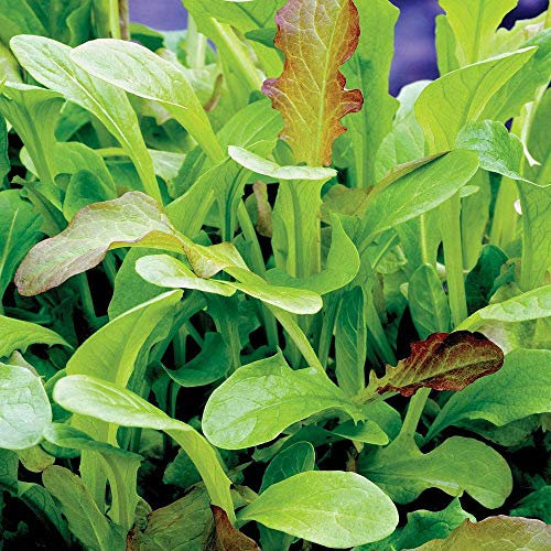 Salad Leaves Seeds 'Mesclun' Mixed Lettuce Half-Hardy Annual Vegetable Garden Plants Easy to Grow Your Own at Home 1 Packet 500 Seeds by Thompson and Morgan