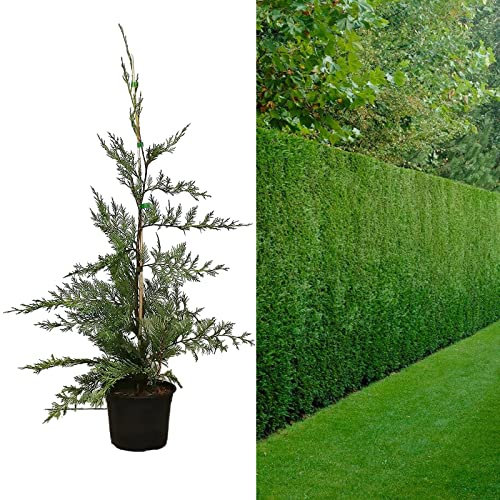 Leyland Cypress Plant 40-50cm in Height - Cupressocyparis leylandii in 9cm Pot - Green Fast Growing Privacy Hedge (1 Plant)
