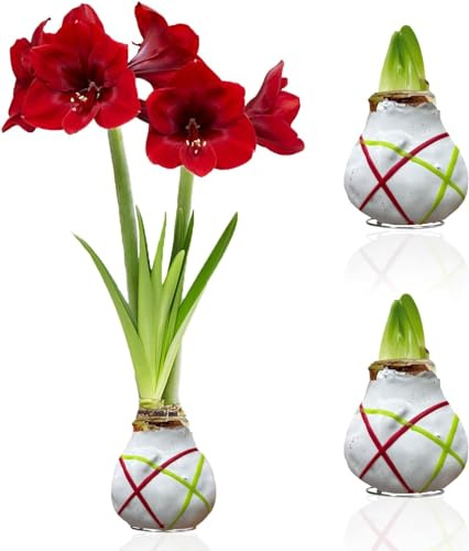 Amaryllis in Wachs Striped White - 2 Wachsamaryllis Blumenzwiebeln | Wax Amaryllis Zwiebel in Großformat 28/30, Exklusive Echte Pflanzen aus Holland, Hippeastrum (keine Samen, nicht künstlich)