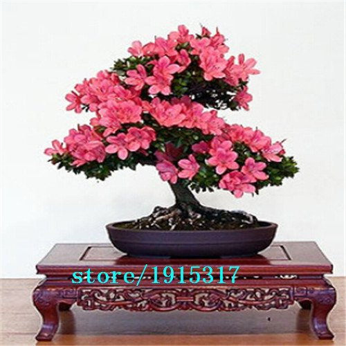 100 semi genuino al 100% Mix-color Azalee - Rhododendron simsii semi - semi di piante bonsai fiore