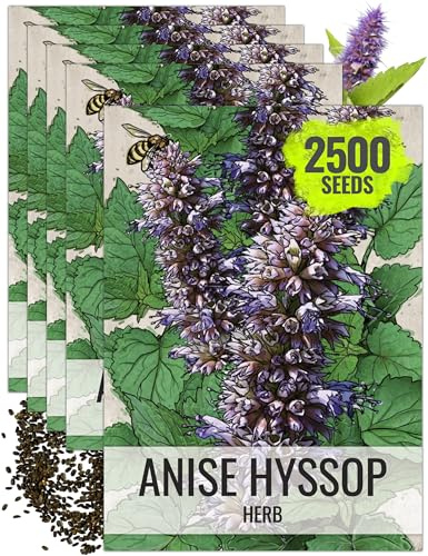 Seed Needs Anise Hyssop Seeds for Planting Agastache foeniculum - Non-GMO Heirloom & Untreated - Grow a Medicinal/Culinary Herb Garden for Tea & Essential Oils (5 Packs)