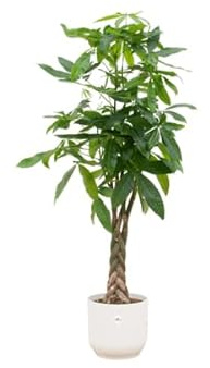 Glückskastanie - Pachira Aquatica - Zimmerpflanze - Ø30cm - ↨150 cm + Topf Vibes Fold Weiß