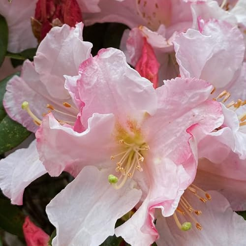 semillas de rododendro, semillas de azalea, Las de jardín son perennes resistentes decoración de jardín para exterior decoración 20pcs