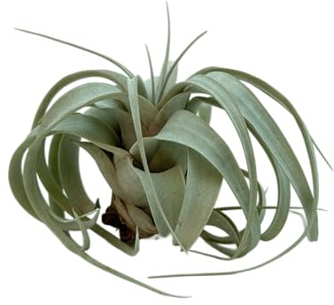 Vandas Tillandsia Xerographica 9 cm Pianta Aerea Senza Terra Decorativa per Interni Design Green Made in Italy