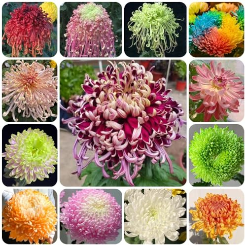 Chrysanthemen - sommerblumen balkonpflanzen zimmerpflanzen wildblumen exotische balkongewächshäuser blumenwiese 300Samen