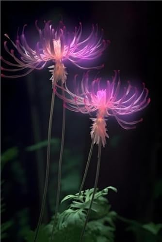 Bellissimo Lycoris Bulbi, piante perenni, Lycoris in vaso, profumate, pianta giglio ragno rosso(Non artificiali)-6 bulbs-C