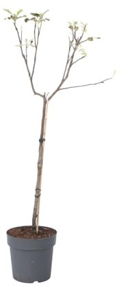 Plant in a Box - Malus domestica - Apfelbaum - Malus Elstar - Topf 21cm - Höhe 90-100cm