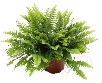 Nephrolepis verde di Boston - 20cm - Ø12cm - Pianta d'appartamento - Sempreverde