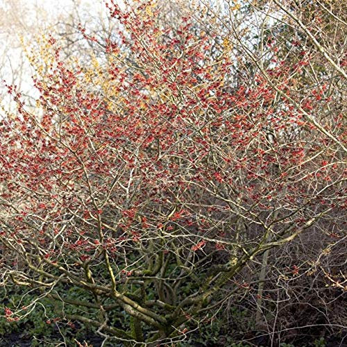 Hamamelis x intermedia 'Feuerzauber' im Topf – Winterhart, Mehrjährig, Pflegeleicht – Zaubernuss – Zierstrauch für Garten & Vorgarten