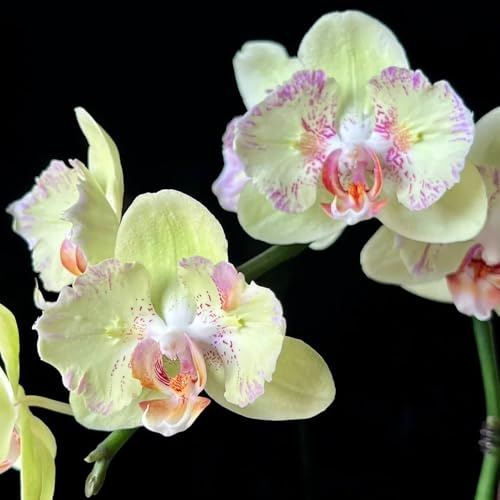 semillas de orquídeas phalaenopsis - orquídeas - al aire libre resistentes, primavera phalaenopsis de jardín, interior 90pcs