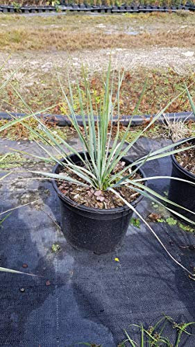 Yucca rostrata/Conteneur de 2 à 2.9 litres