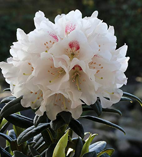 Wildart Rhododendron Blewbury 25-30cm - Rhododendron roxieanum - lebende Gartenpflanze aus den Baumschulen