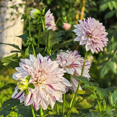 tuberi di dalia resistenti - giardino decorazione 2pcs