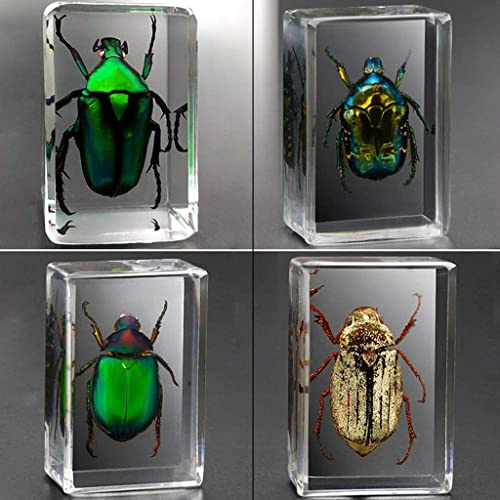 Briefbeschwerer Mit Echtem Insekte, Insektenharz Proben Transparente Probe Kreative Kleine Ornamente Bildung Naturwissenschaftliche Unterrichtshilfen B