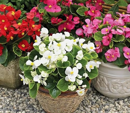 1 Pack of 2000 SEEEDS Wax Begonia Dwarf Mix - Begonia semperflorens