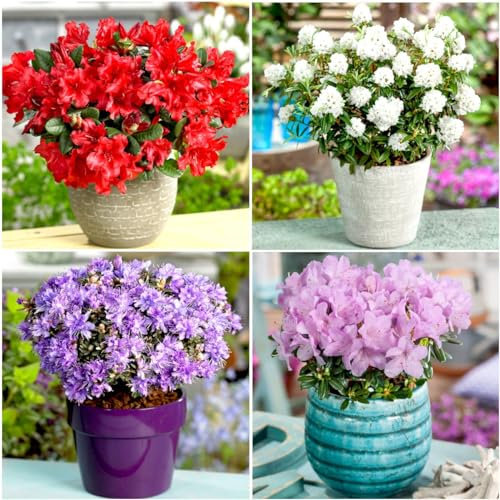 GrowOn Shrubs [x4] Dwarf Rhododendron Collection | Variety-Pack | Evergreen Shrubs | Outdoor Garden Ready Plants | Spring Flowering | Red, Pink, Purple, White, Yellow Flowers