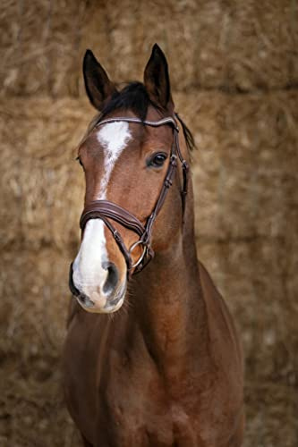 Norton Bridon Pro Miss - Couleurs - Havane, Taille Equipement Cheval - COB
