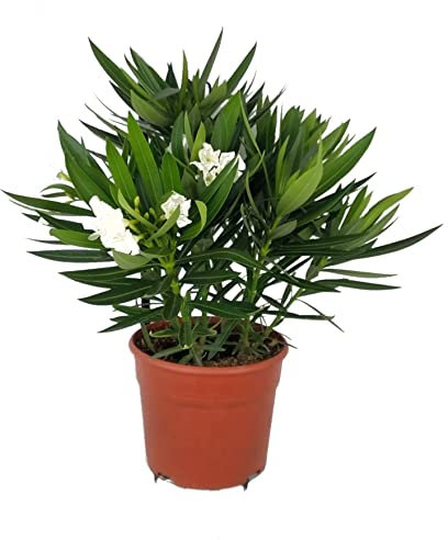 Adelfa o Oleandro Natural Arbusto con Espectaculares Flores Blancas