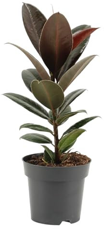 Trendyplants – Ficus Elastica Melany – Albero di gomma – Pianta d'appartamento – Dimensioni vaso Ø 14 cm – altezza 35 – 55 cm