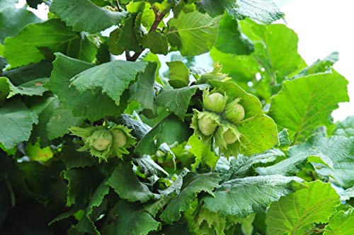 Fermentierte Plattform: 1 amerikanischer Haselnussbaum (Corylus Americana) von 3 bis 4 Metern