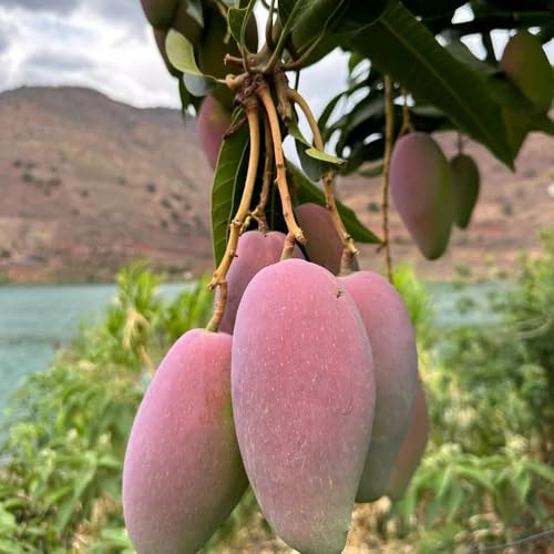 semi di mango - perenni resistenti biologici vecchie varietà inverno giardin 3pcs