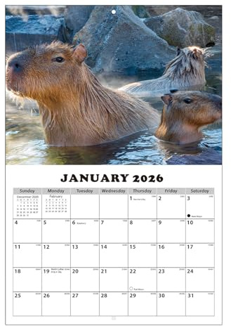 Calendario 2026-2027 - Planificador de bloques grandes con rayas con temática de Capibara, calendario de pared con fechas julianas, planificador 2026-2027 para el hogar, escuela, oficinas, aula