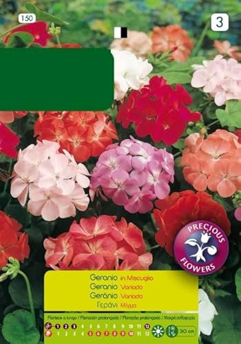 Semillas Planta Geranio Vivas y Naturales para Cultivar Flores en Casa de Forma Sencilla