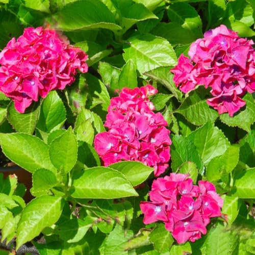Ortensia macrophilla a fiore rosso, 2 piante alte 30/40 cm, vaso Ø16
