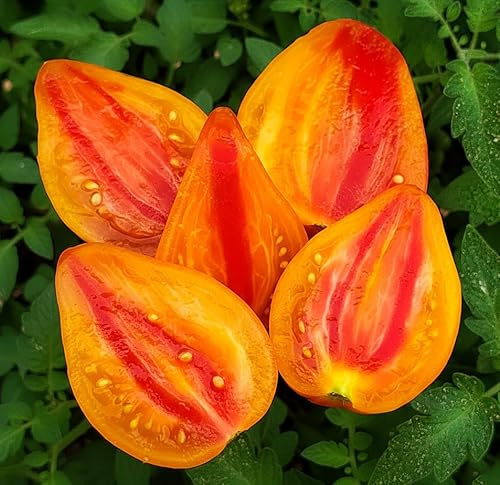 Fleischtomate Sonnenherz – Solanum lycopersicum – Tomate – 10 Samen | Goldgelb bis rötlich schimmernde Früchte mit aromatischem Geschmack